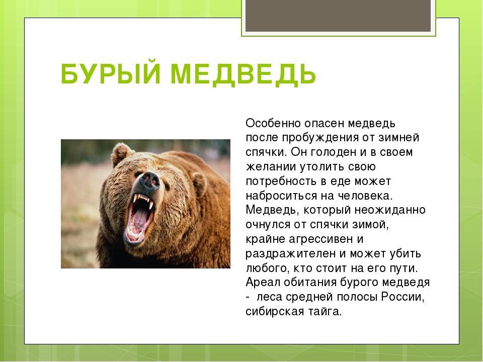 Описание медведя по плану. Описание медведя. Бурый медведь описание. Опасное животное бурый медведь. Картинка медведя с описанием.