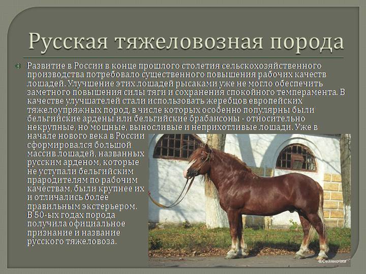 Виды лошадей и название фото описание