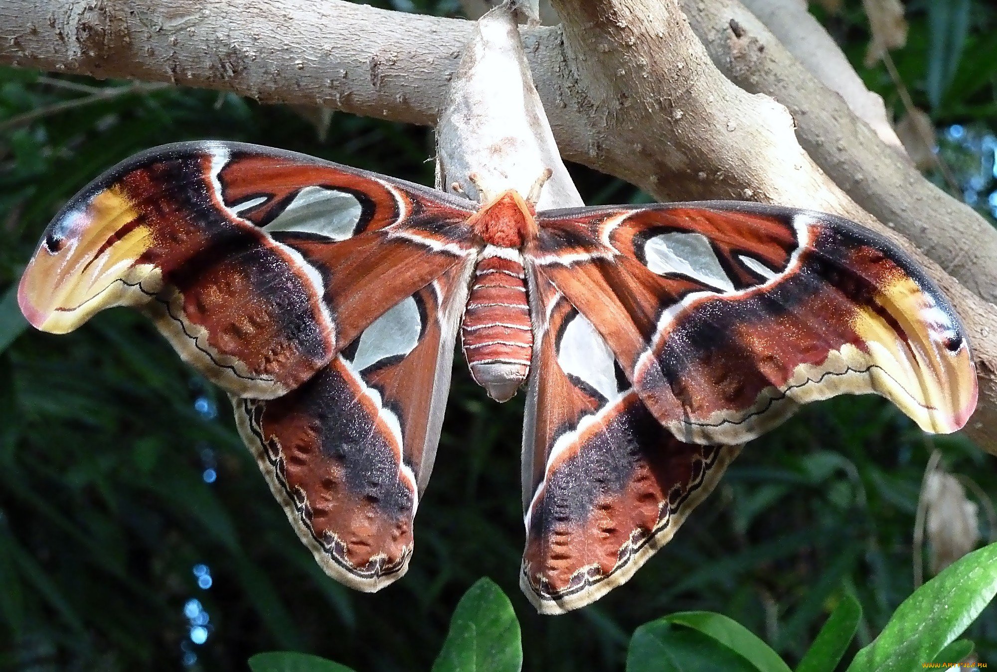 Самая красивая бабочка в мире фото название