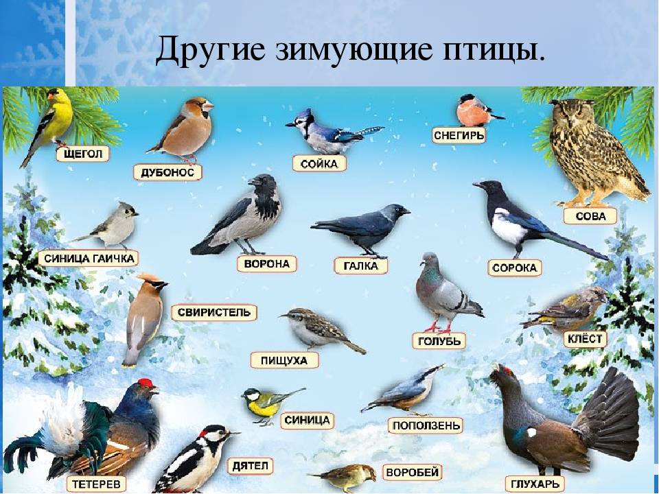 Птицы живущие в москве фото с названиями