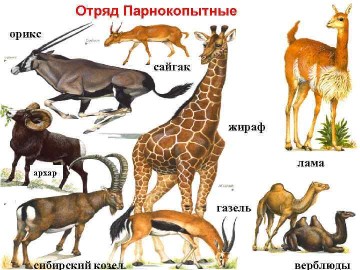 Отряд парнокопытных картинки
