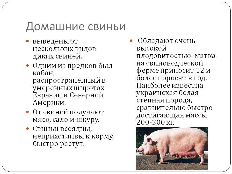 В чем заключается хозяйственное значение свиней. Сельское хозяйство свиньи. Информация о свинье. Сообщение о свинье. Информация про домашних свиней..