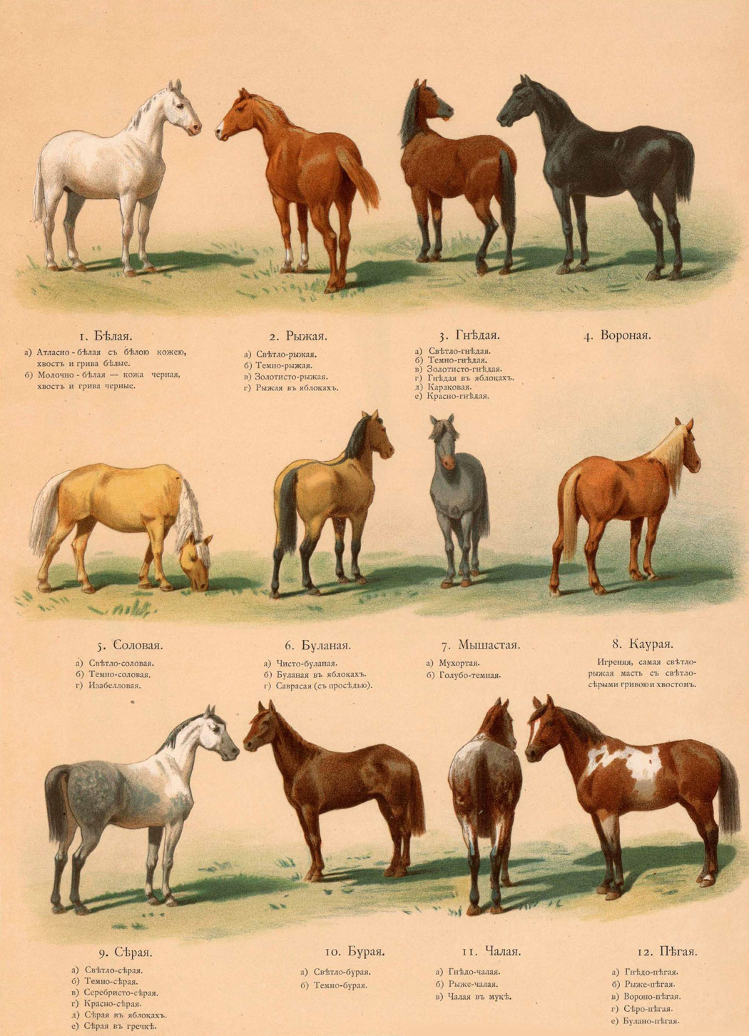 Разнообразие окрасов лошадей: разбираем масти