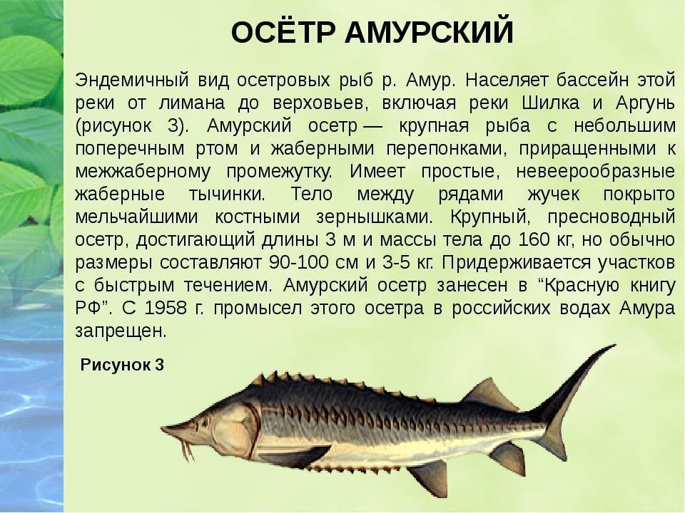 🚩 где в россии обитают осетровые рыбы и почему они исчезают