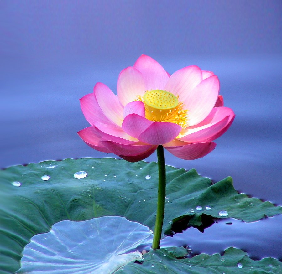 Лотос орехоносный — цветок, олицетворяющий чистоту