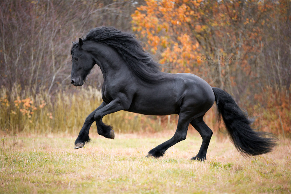 Породистый конь. Фриз Фризская лошадь. Фриз порода лошадей вороной. Фризская лошадь породы лошадей.