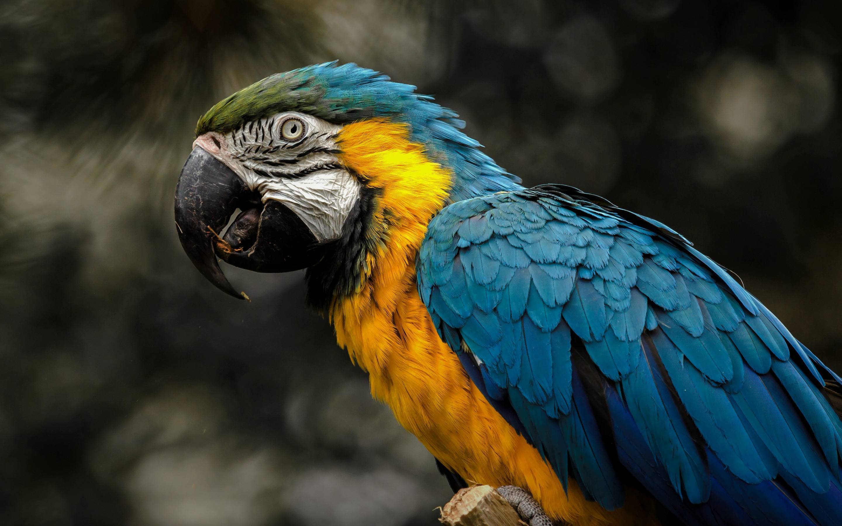 Ученые объявили об исчезновении четырех видов птиц. среди них голубой ара