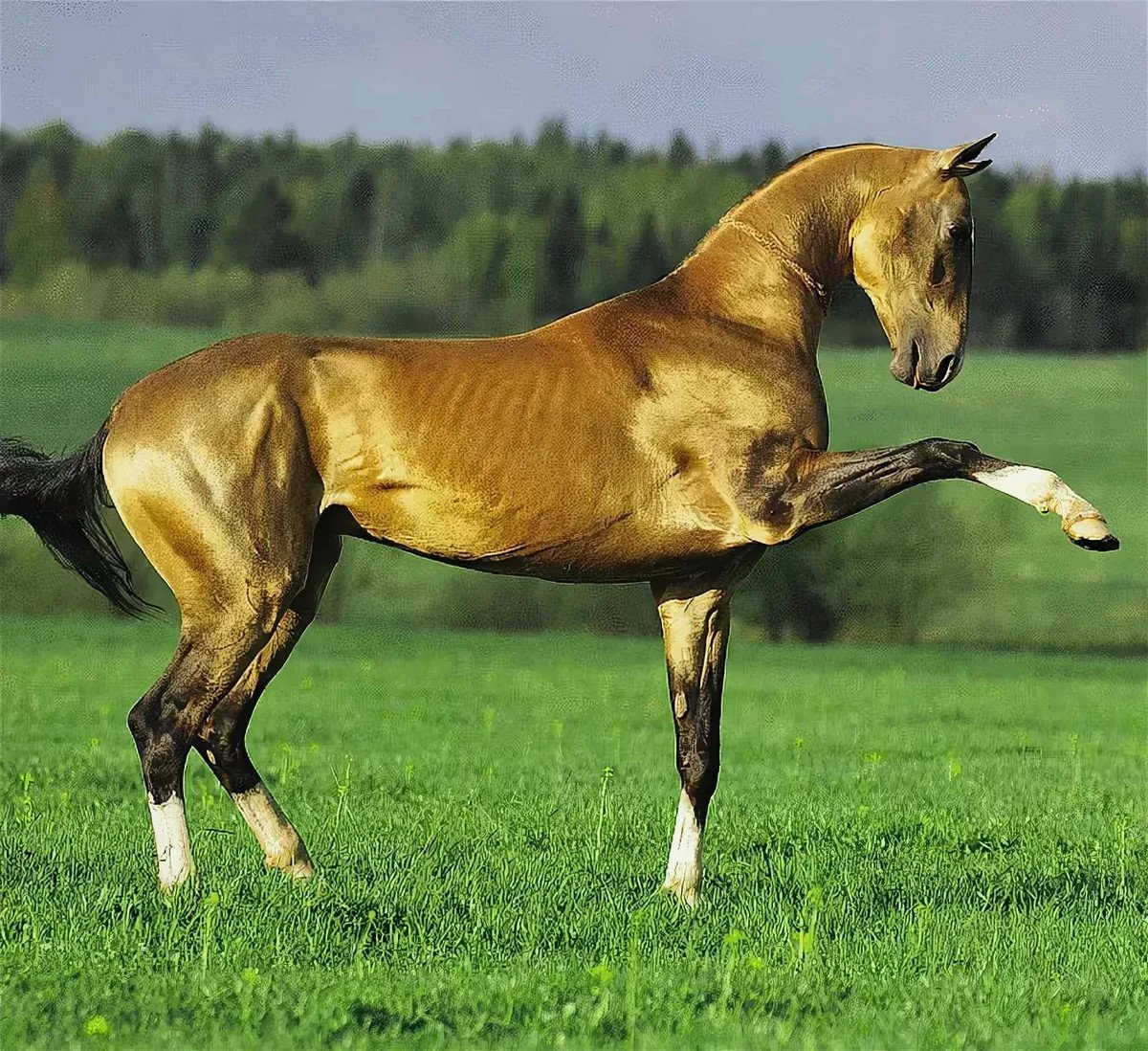 фотографии самых известных пород лошадей