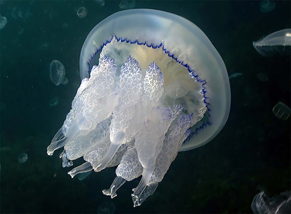 медузы болгарии