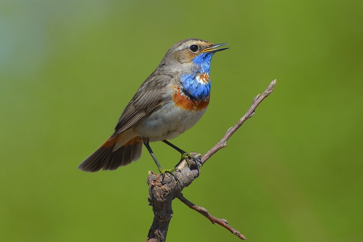 Певчие птицы ульяновской области фото и названия