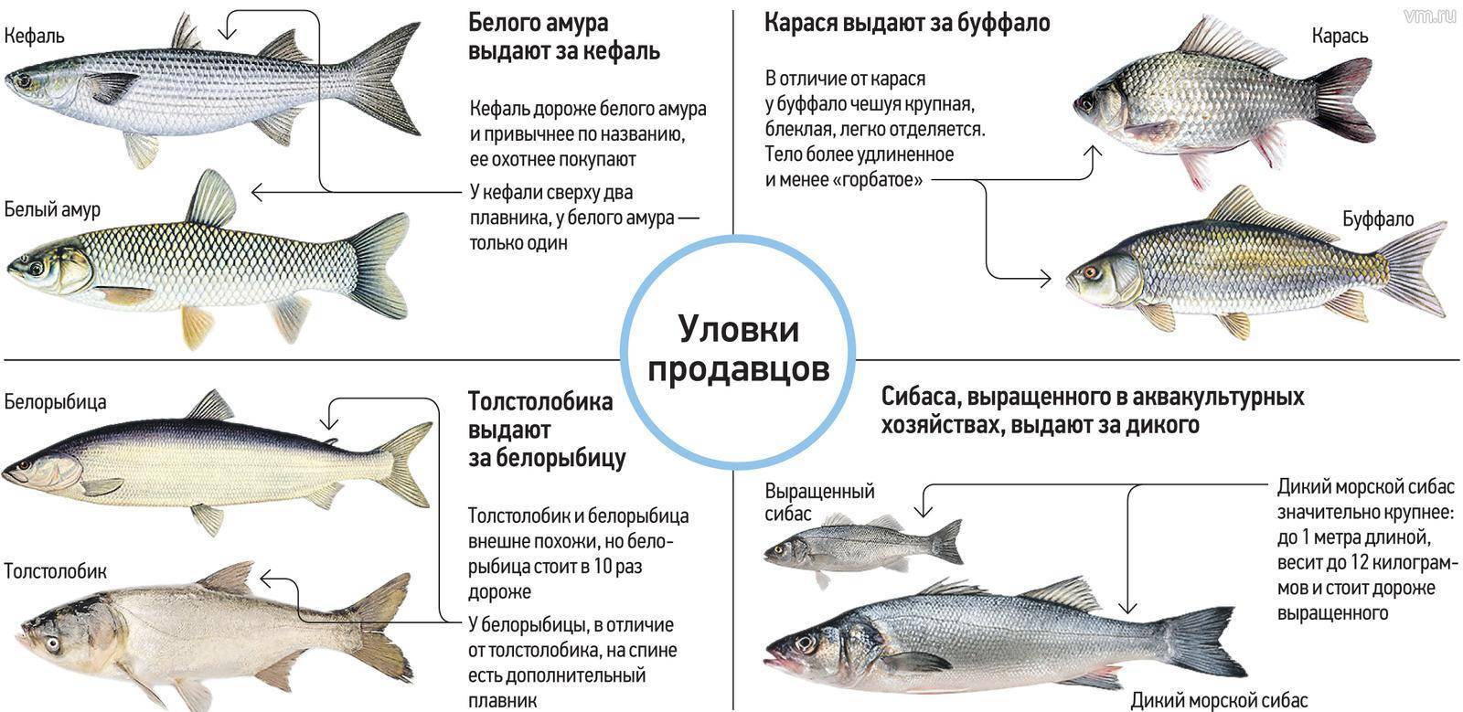 Какая рыба водится в пресных водоемах россии – список, характеристика и фото