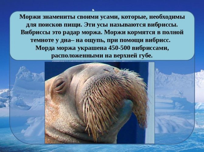 Морж чем питаются. Морж. Атлантический морж интересные факты. Необычные факты о моржах.