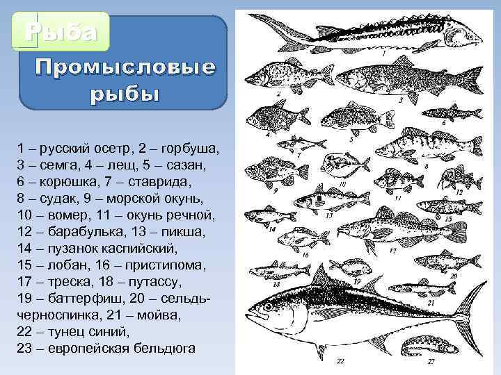 Промысловые группы рыб. Промысловые рыбы.