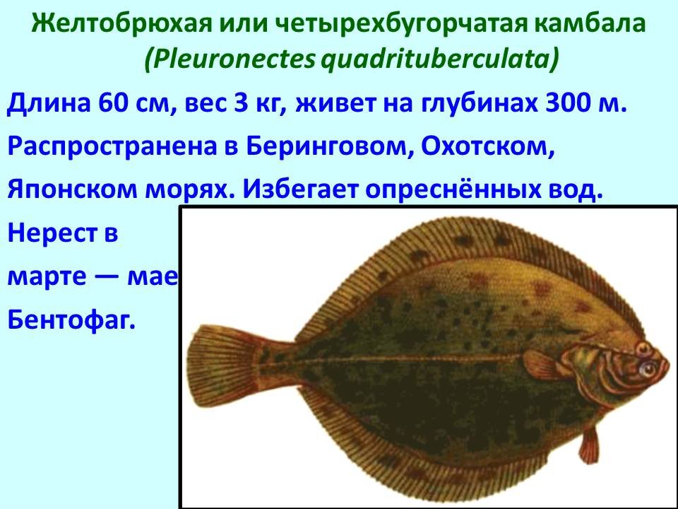 Список названий морских рыб с фото: съедобные рыбы, и какая полезнее