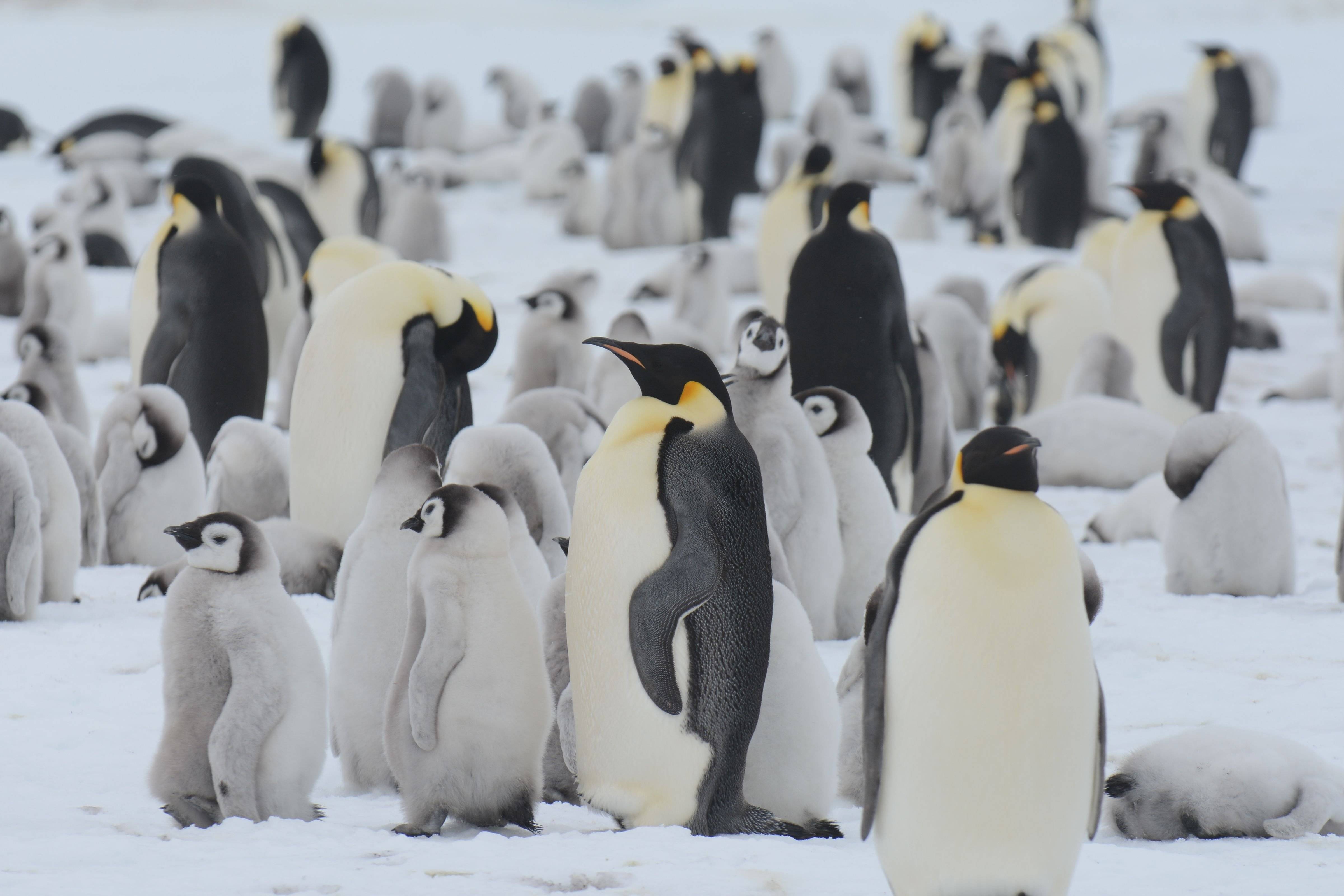 Императорские пингвины живут. Императорский Пингвин ареал. Ареал обитания пингвинов. Ареал распространения пингвинов. Императорский Пингвин среда обитания.
