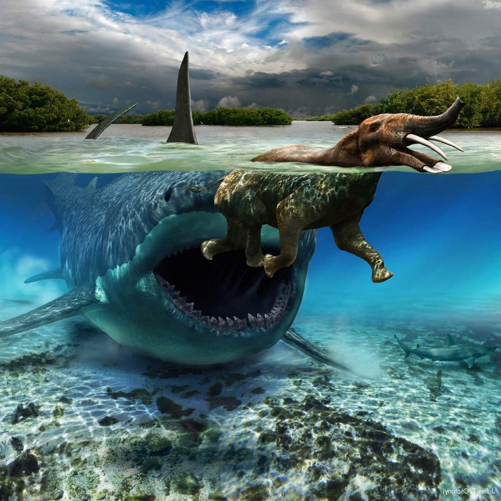Древняя акула мегалодон: описание, размеры, интересные факты