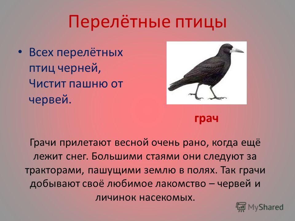Доклад о перелетных птицах