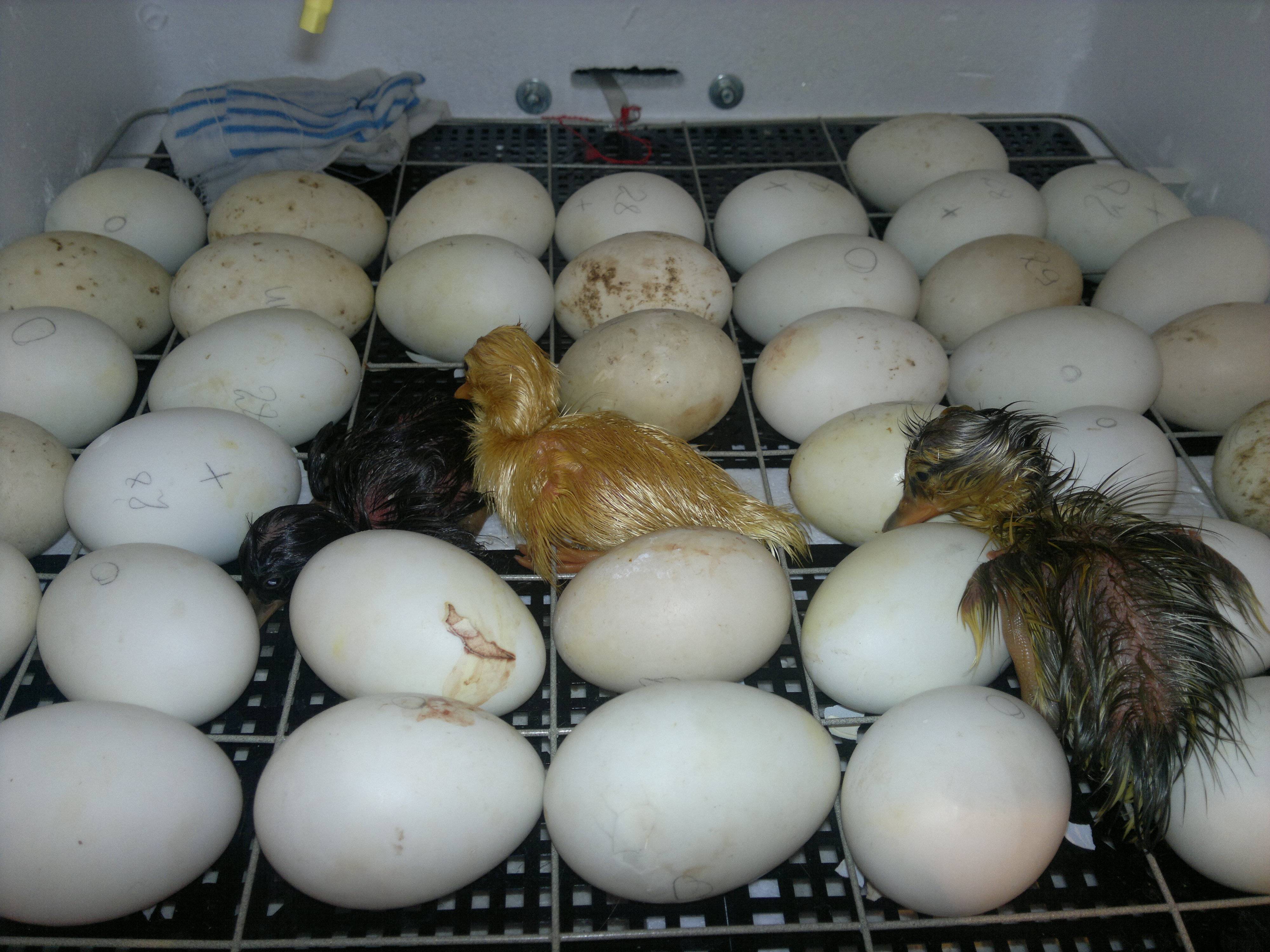 Сколько дней сидит гусыня на яйцах. Инкубация гусиные гусиные яйца. Инкубация утки голубой Фаворит. Инкубационное яйцо индоутки. Вес яйца индоутки.