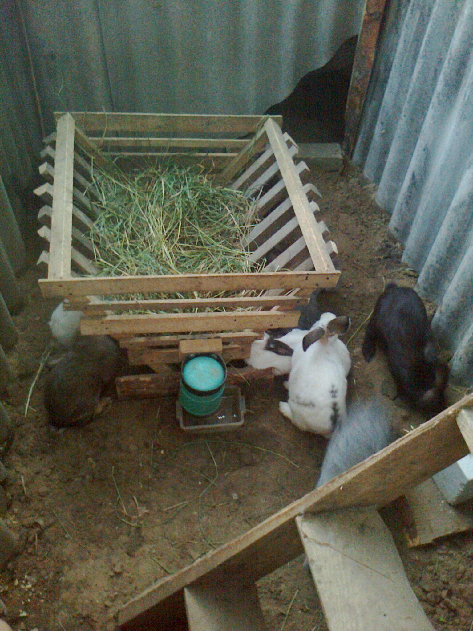 Содержание кроликов в яме