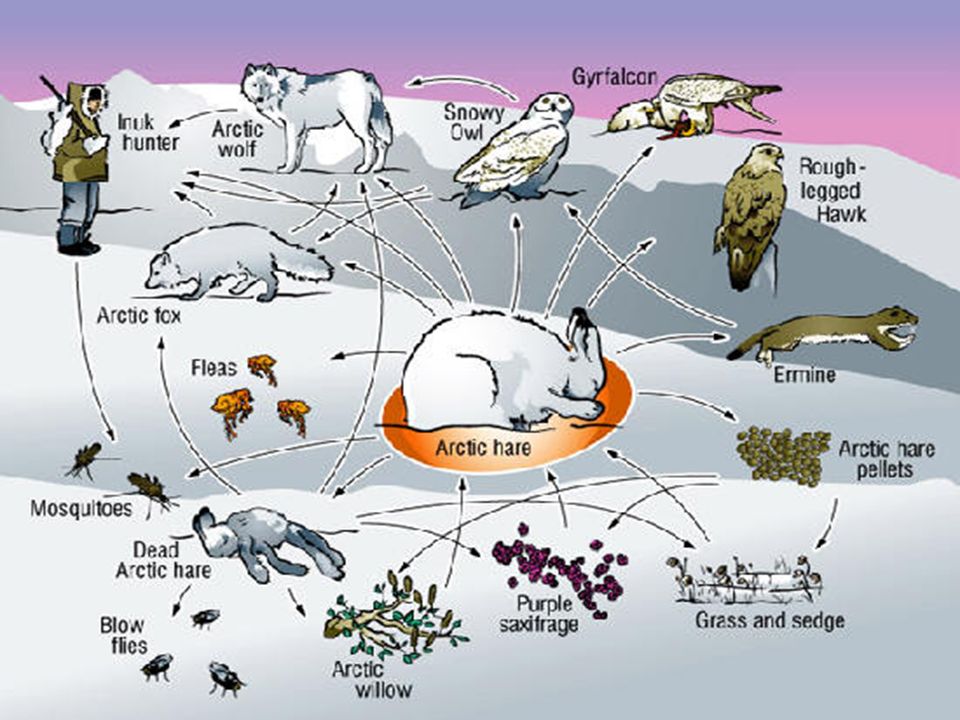 Схема питания арктической