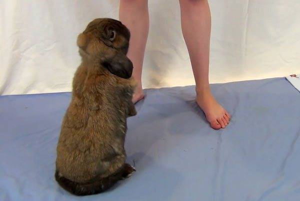 Как приручить декоративного кролика к рукам