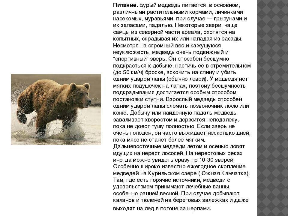 Медведь годы жизни. Краткая характеристика бурого медведя. Характеристика бурого медведя кратко. Бурый медведь описание питание. Ареал обитания бурых медведей медведь.