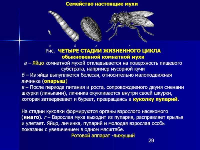 Описание и фото домашней мухи