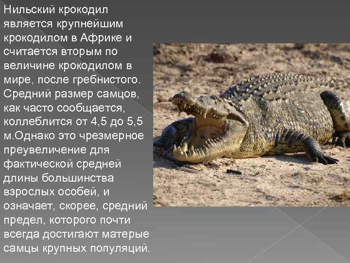 Проект про крокодила 8 класс