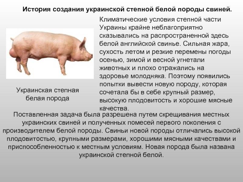 Пекари ошейниковый