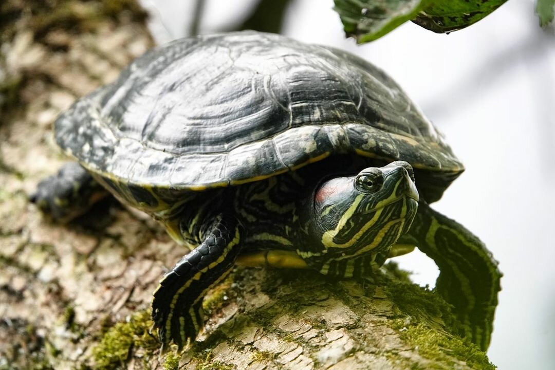 Сколько лет живут красноухие. Красноухая черепаха. Красноухая Болотная черепаха. Красноухие Черепашки. Черепаха красноухая черепаха.