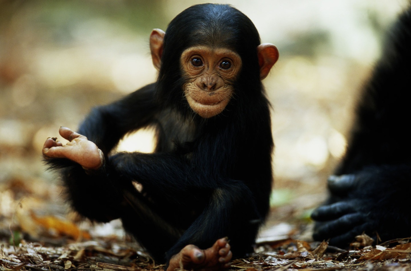 Бонобо обезьяна. образ жизни и среда обитания обезьяны бонобо