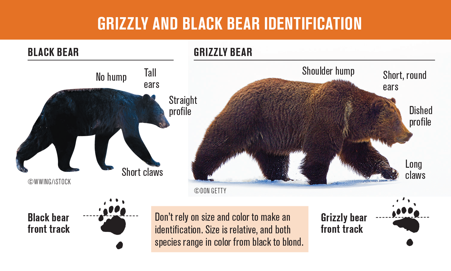 Медведь гризли: обитание, размер и вес животного, образ жизни