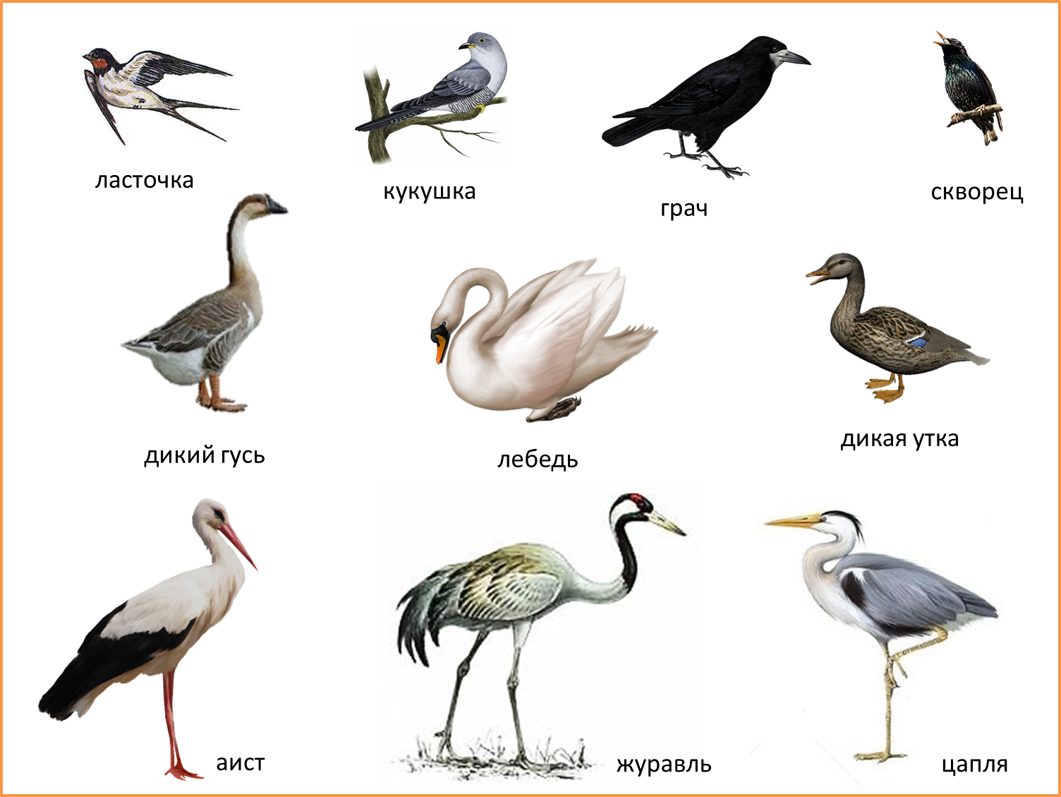 Перелетные птицы для детей 3 4. Перелетные птицы Кировской области. Перелетные птицы список для детей. Перелет птиц. Перелетные птицы карточки.