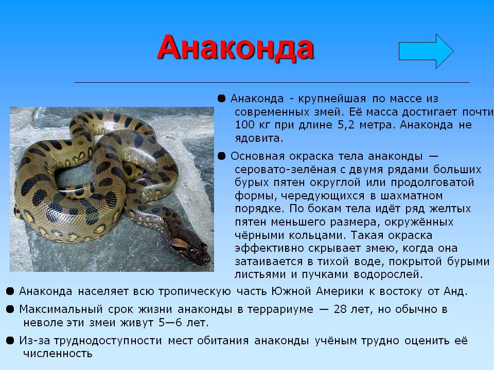 Анаконда