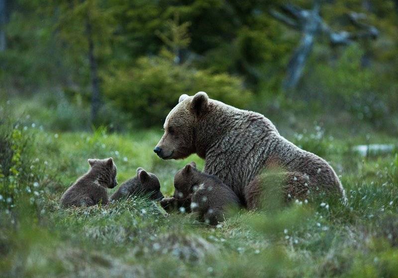 Жизнь про медведя. Ареал обитания бурого медведя. Ареал бурого медведя. Место обитания бурого медведя в России. Обитание бурых иедведей.