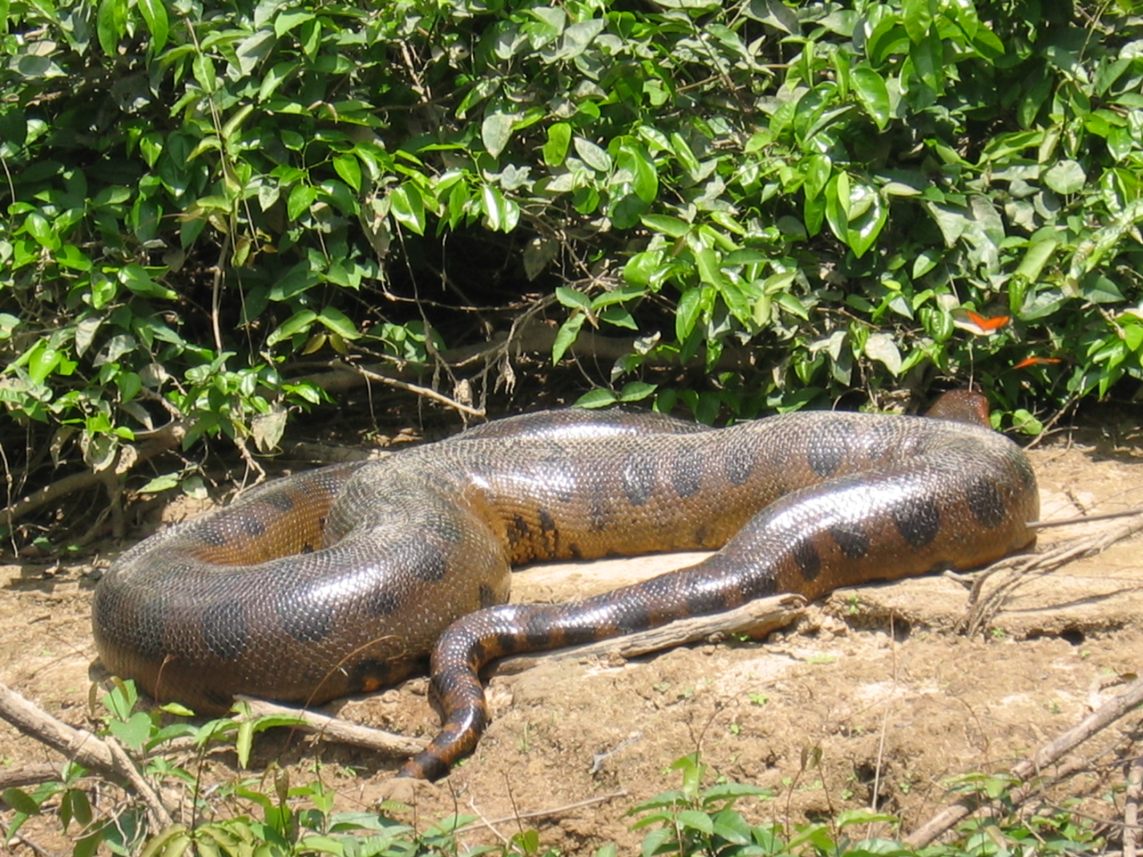 Анаконда 7. Анаконда змея. Змея Анаконда гигантская. Патагонский фиолетовый питон.