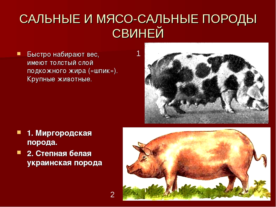 Породы свиней с фото и названиями