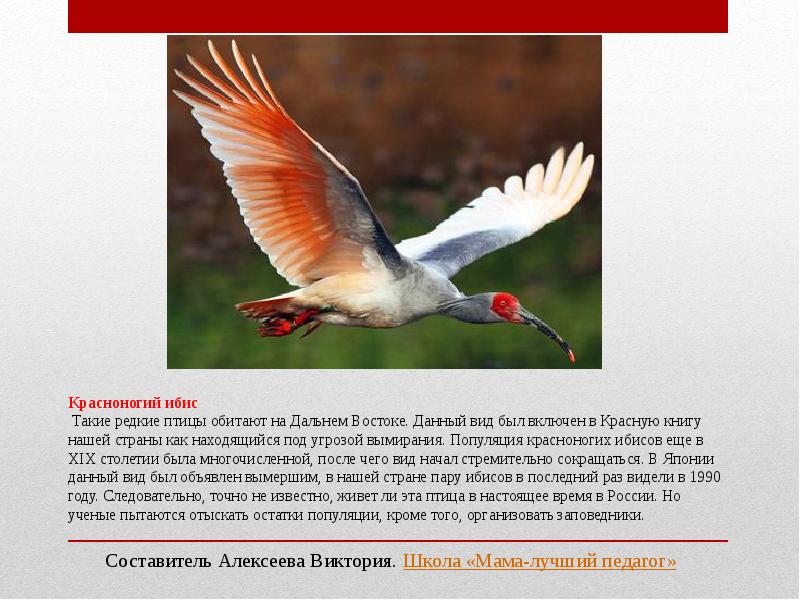 Фото птицы занесенные в красную книгу россии фото