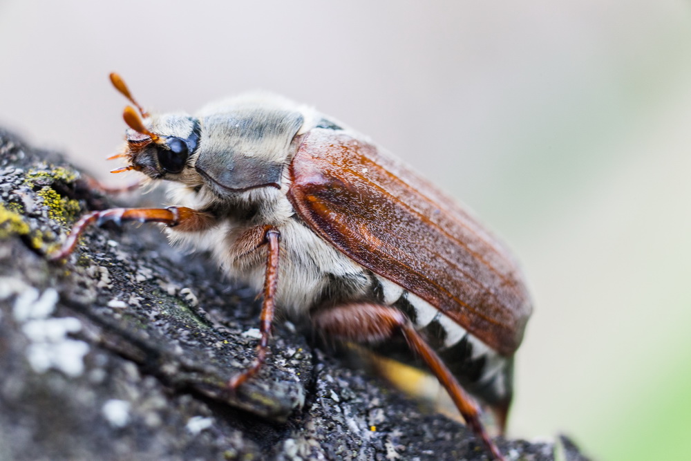Майский жук насекомое. описание, виды, образ жизни и среда обитания майского жука | живность.ру