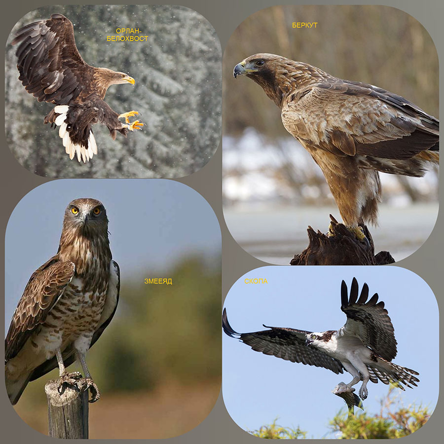 Хищные птицы беларуси фото и названия и описание
