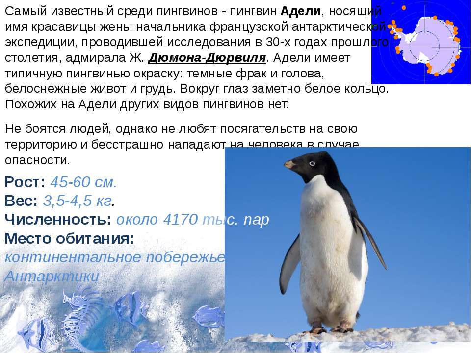 Рассказы про пингвинов для детей. Императорский Пингвин и Адели. Пингвин Адели интересные факты. Антарктида пингвины Адели. Описание пингвина.