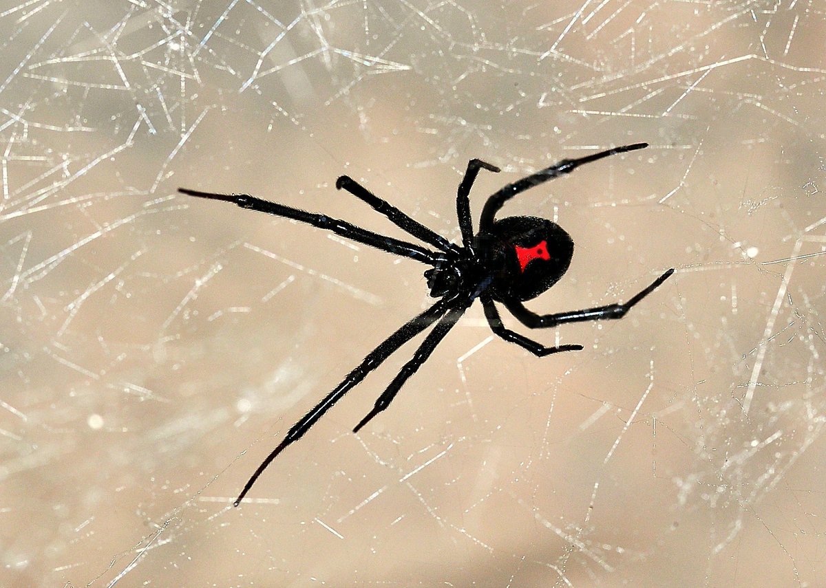 Фото как выглядит паук каракурт фото
