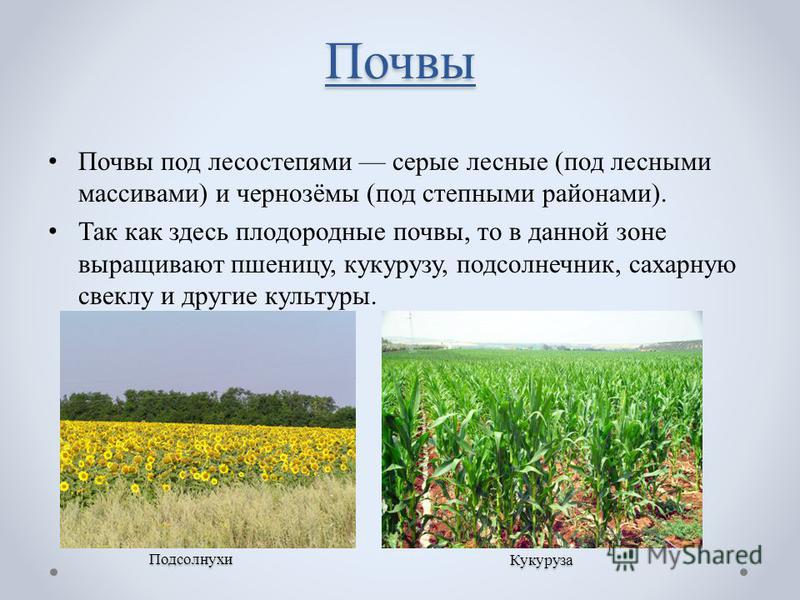 Степная природная зона почва. Почвы лесостепи. Лесостепи и степи почва. Почвы степей и лесостепей в России. Лесостепная зона типы почв.
