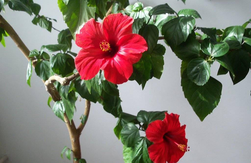 Гибискус китайская роза комнатный цветок фото