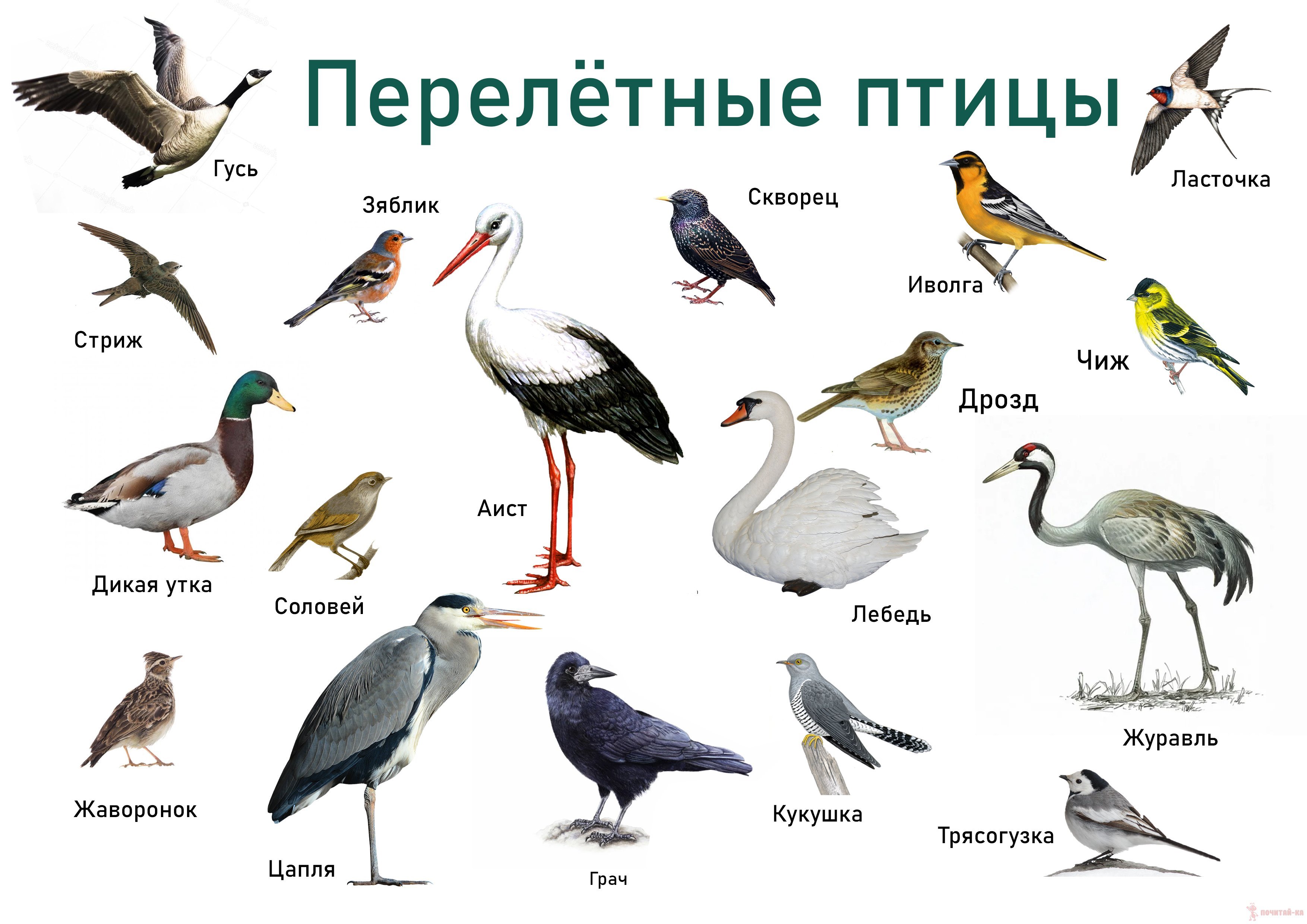 Перелетные птицы фото и названия для детей