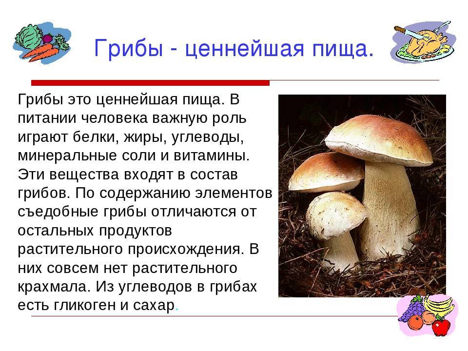 Грибы с какого возраста можно давать детям. Грибы в питании человека. Значение грибов в питании. Важность грибов в природе. Значение блюд из грибов в питании.