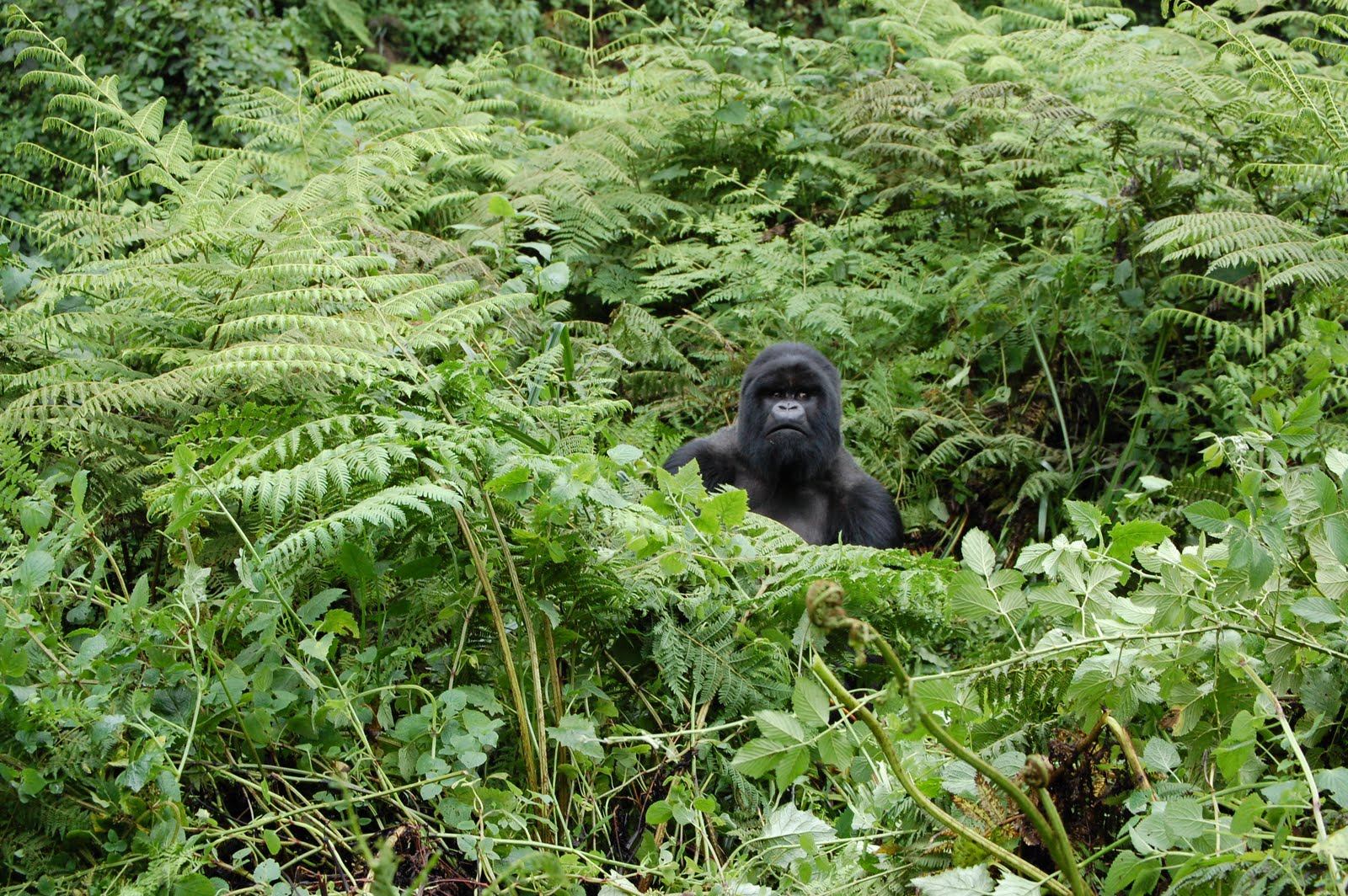 Обезьяна обитание. Джунгли Африки гориллы. Горилла в джунглях. Гилеи Африки гориллы. Гориллы в Габоне.