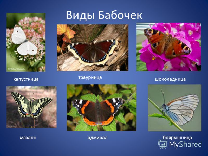 Бабочки картинки окружающий мир. Разнообразие бабочек. Название бабочек. Бабочки с описанием и названием. Разновидность разновидности бабочек.
