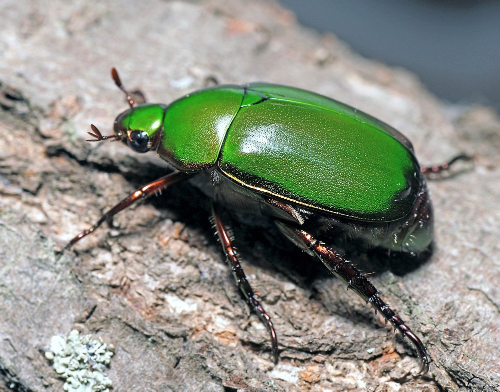 Майский жук насекомое. образ жизни и среда обитания майского жука
