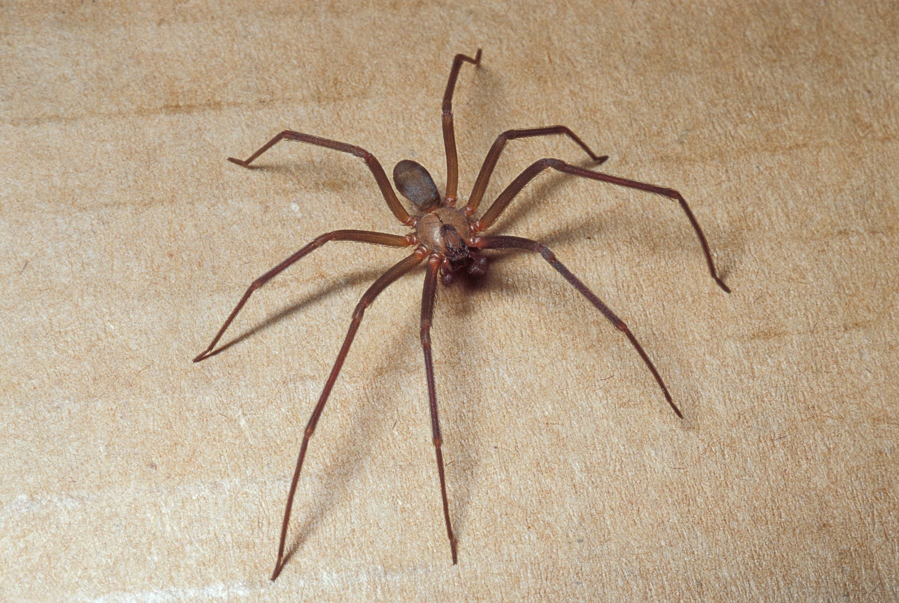Коричневый паук-отшельник: фото и образ жизни ядовитого паука